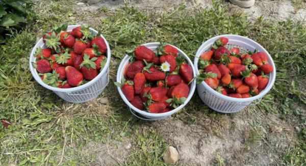 Buckets full after finding fresh strawberries on a spring day, at DJs berry patch.
